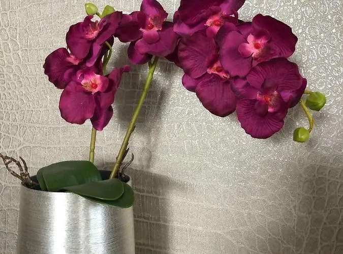 Th39 Trend 4* Bad Vilbel